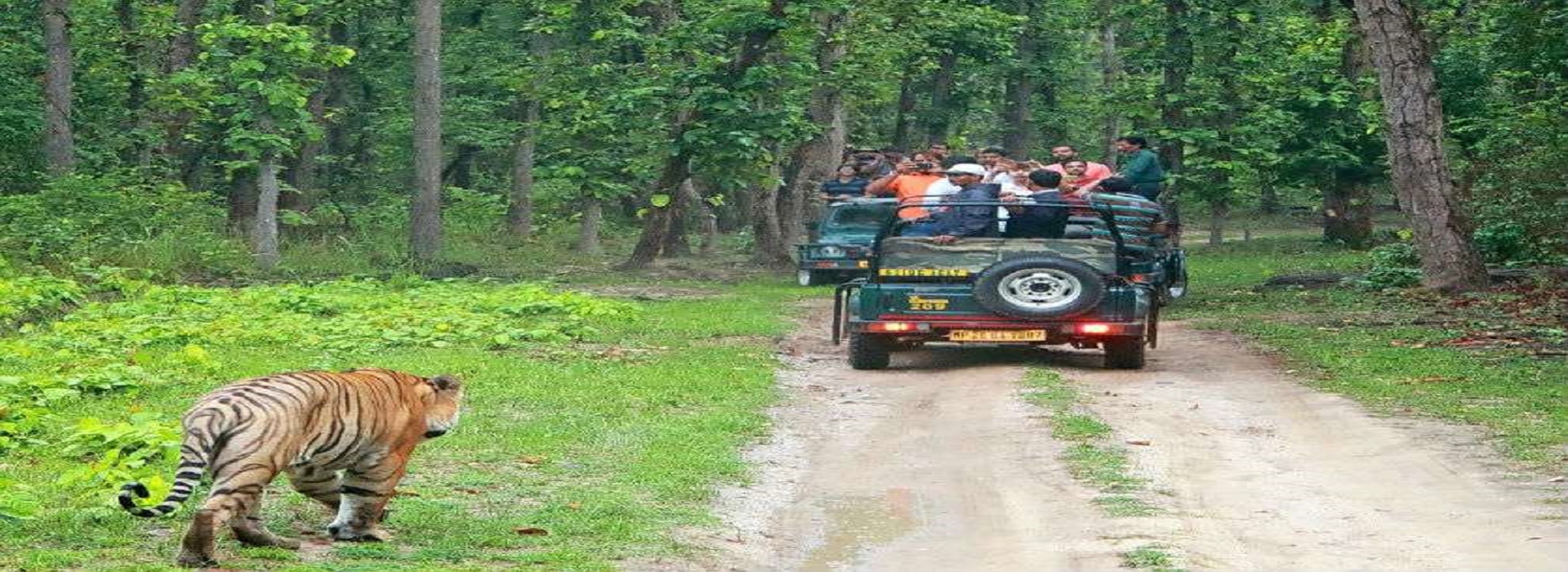 Famous Tiger Reserves of Central India - Taj With Guide Blog